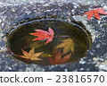 Japanese Maple leafs in the rock hole 23816570