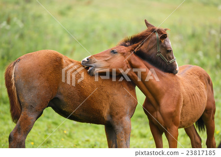 Two foals in a meadow Two foals in a meadow 23817185