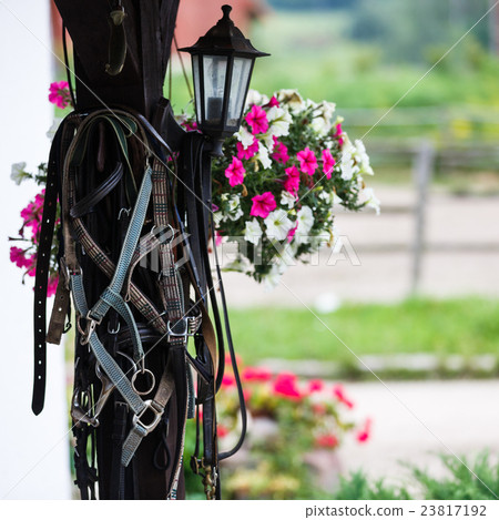 Leather horse bridles Leather horse bridles 23817192