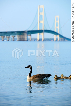 Mackinac suspension bridge Mackinac suspension bridge 23817378