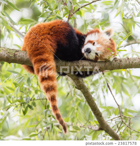 Red Panda, Firefox or Lesser Panda Red Panda, Firefox or Lesser Panda 23817578