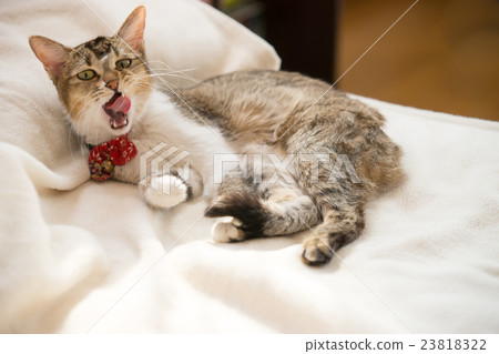 A relaxing cat A relaxing cat 23818322