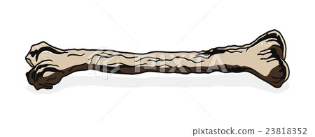 Vector illustration of bone 23818352