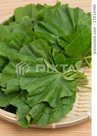 Okanori蔬菜 23818460