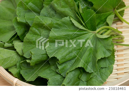 Okanori vegetables 23818461