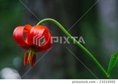 Orange flower of Carniolan lily (Lilium carniolicu 23818988