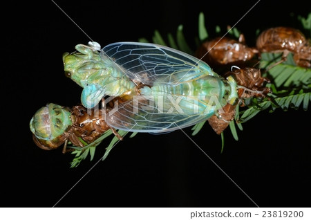 Emergence of Min-Min-gemi 23819200