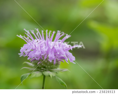 Light purple Monalda Light purple Monalda 23819313