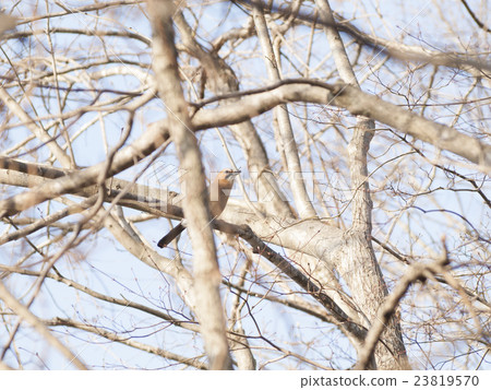 Trees on trees 23819570