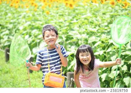 Elementary school girls standing in a sunflower field Elementary school girls standing in a sunflower field 23819750