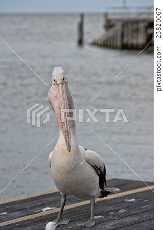 Pelican close up portrait on the beach 23820067