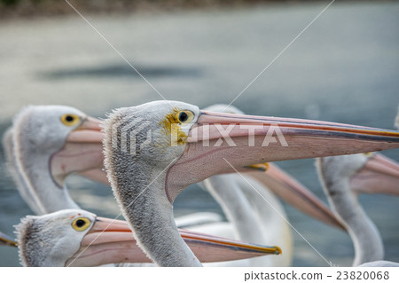 Pelican close up portrait on the beach 23820068