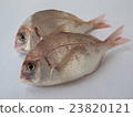  海鯛 23820121