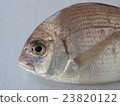  海鯛 23820122