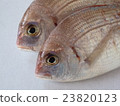  海鯛 23820123