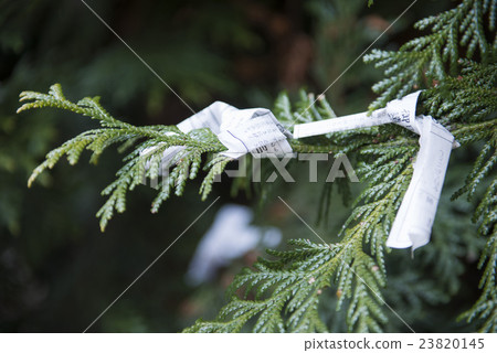 Omikuji :: random fortune papers in shrines  23820145
