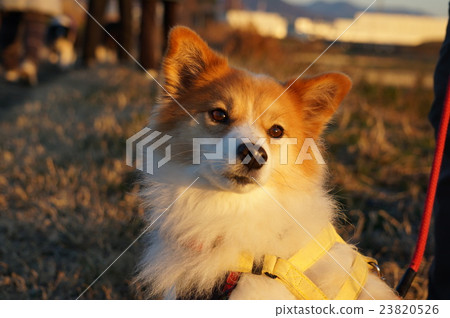 凝視早晨太陽的一條俏麗的狗 23820526