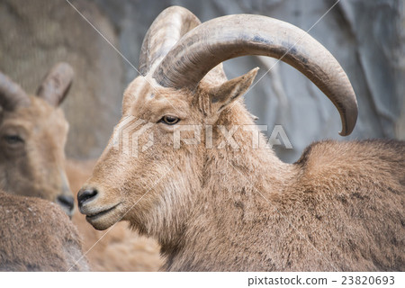 ammotragus lervia or barbary sheep at zoo 23820693