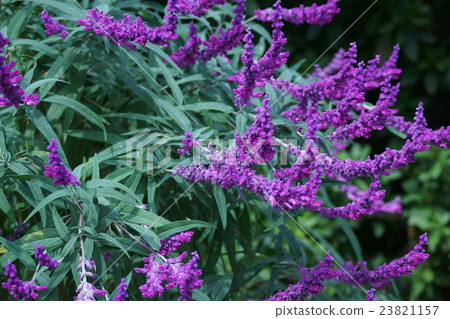 Salvia leucansa Flower language is "family love" 23821157