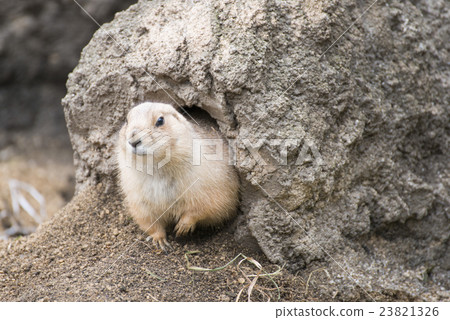 black-tailed prairie dog 23821326
