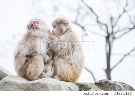 macaca fuscata or Japanese macaque at zoo 23821327