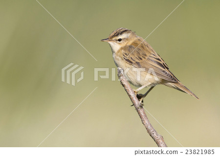 Sedge warbler (Acrocephalus schoenobaenus) 23821985