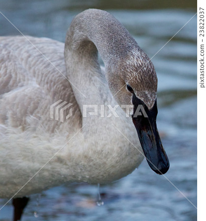 Beautiful photo with a cute swan on the ice Beautiful photo with a cute swan on the ice 23822037