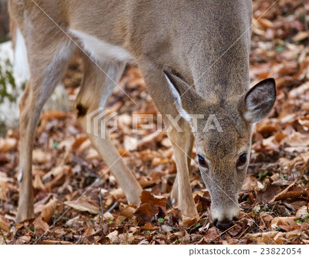 Beautiful image with a deer eating in the forest Beautiful image with a deer eating in the forest 23822054