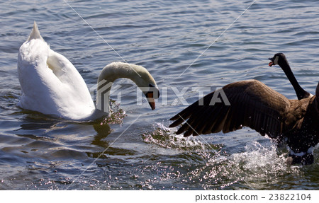 Amazing fight between a Canada goose and a swan Amazing fight between a Canada goose and a swan 23822104