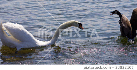 mazing fight between the Canada goose and the swan mazing fight between the Canada goose and the swan 23822105