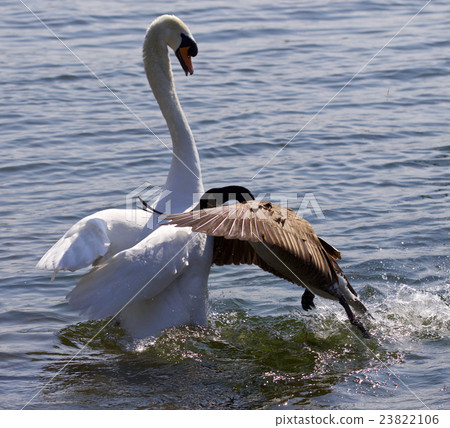 Amazing image of epic fight between goose and swan Amazing image of epic fight between goose and swan 23822106