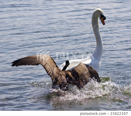 Amazing picture with a Canada goose attacking swan Amazing picture with a Canada goose attacking swan 23822107