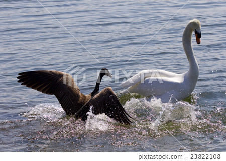 Amazing image of small Canada goose attacking swan Amazing image of small Canada goose attacking swan 23822108