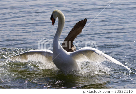 Beautiful photo of the swan going away from attack Beautiful photo of the swan going away from attack 23822110