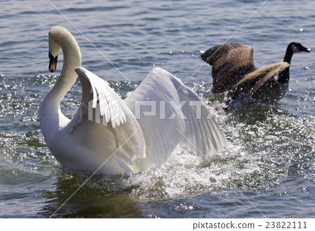 Fantastic contest between a swan and Canada goose Fantastic contest between a swan and Canada goose 23822111