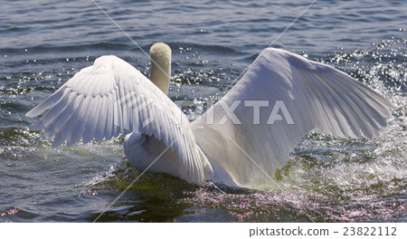 Mute swan showing his powerful wings Mute swan showing his powerful wings 23822112
