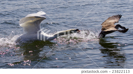 Amazing image of angry swan attacking Canada goose Amazing image of angry swan attacking Canada goose 23822113