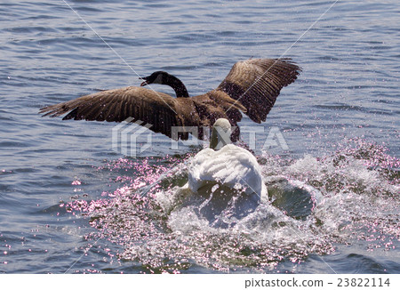 Amazing photo of angry swan attacking Canada goose Amazing photo of angry swan attacking Canada goose 23822114