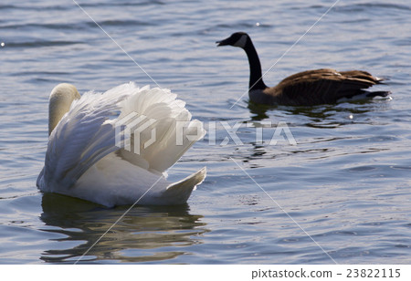 Contest between a swan and a Canada goose Contest between a swan and a Canada goose 23822115