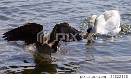 Isolated photo of Canada goose running away Isolated photo of Canada goose running away 23822118