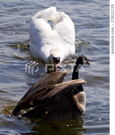Photo of a swan attacking solely Canada goose Photo of a swan attacking solely Canada goose 23822119