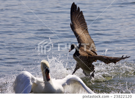 Amazing photo of a Canada goose chasing a swan Amazing photo of a Canada goose chasing a swan 23822120