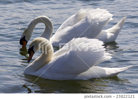 Isolated photo of two beautiful swans Isolated photo of two beautiful swans 23822121