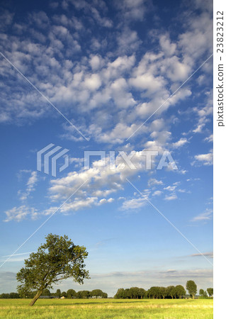 Tree in a pasture Tree in a pasture 23823212