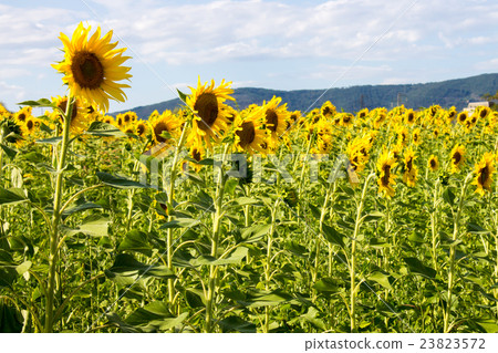 Sunflowers field 23823572