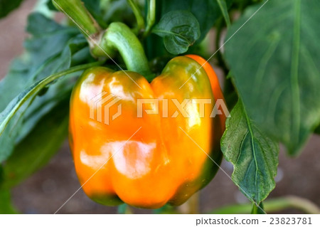 Paprika Paprika 23823781