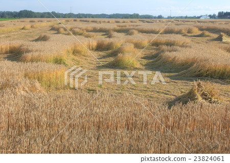 Fallen wheat Fallen wheat 23824061