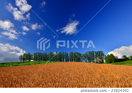 Biei no Oka 23824302