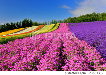 富良野 富良野 23824312