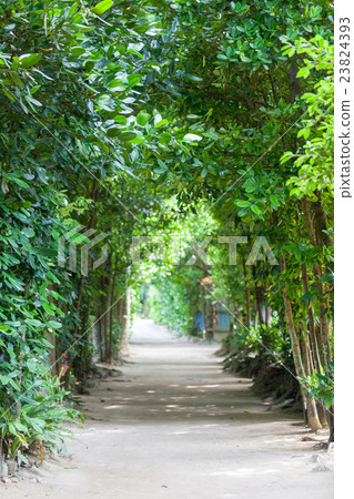 Fukugi trees in Bise Fukugi trees in Bise 23824393